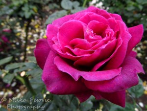 Macro Monday: Close-up of a purple rose