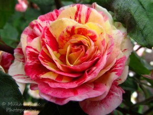 Travel theme: Multicolored rose