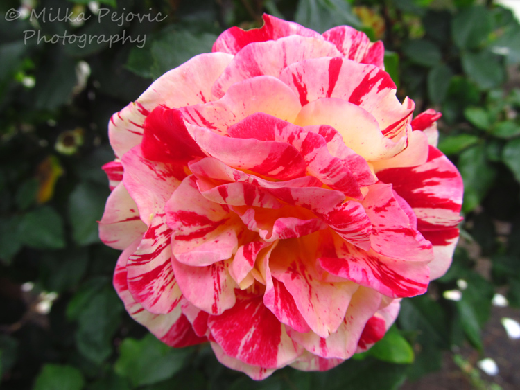Macro Monday: roses at San Diego Balboa Park