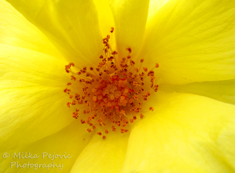 Wordpress weekly photo challenge: Saturated - pistils inside a yellow rose