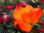A Word A Week Challenge – Orange rose at Balboa Park
