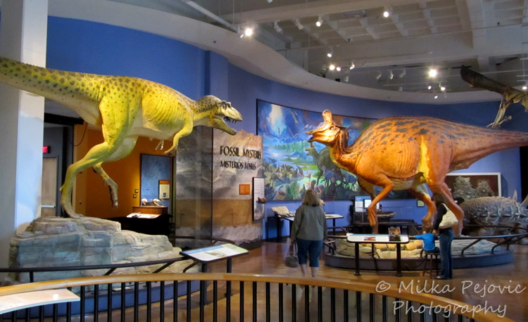 Sunday Post: Attraction - Dinosaurs at the San Diego Natural History Museum Sunday Post: Attraction - Dinosaurs at the San Diego Natural History Museum