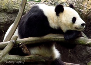 Sunday Post: Attraction - Panda Bai Yun at the San Diego Zoo