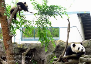 Mother panda bear and panda cub