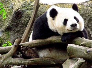 Sunday Post: Attraction - Giant panda at the San Diego Zoo
