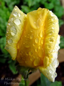 Macro Monday: raindrops on yellow rose petals