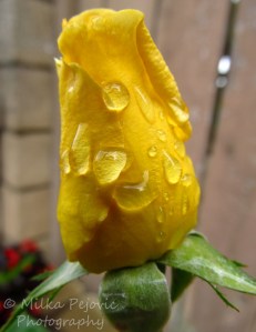 Macro Monday: raindrops on yellow rose