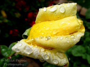 Macro Monday: close-up of raindrops on yellow rose