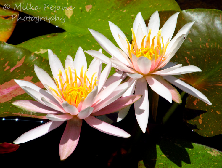 Light pink water lilies