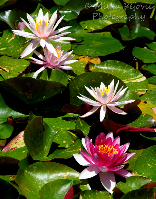 Pink water lilies and lily pads