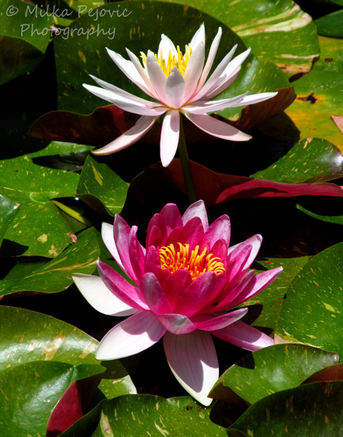 Pink water lilies on pond