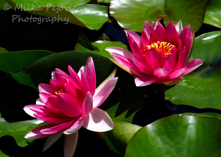 Bright pink water lilies
