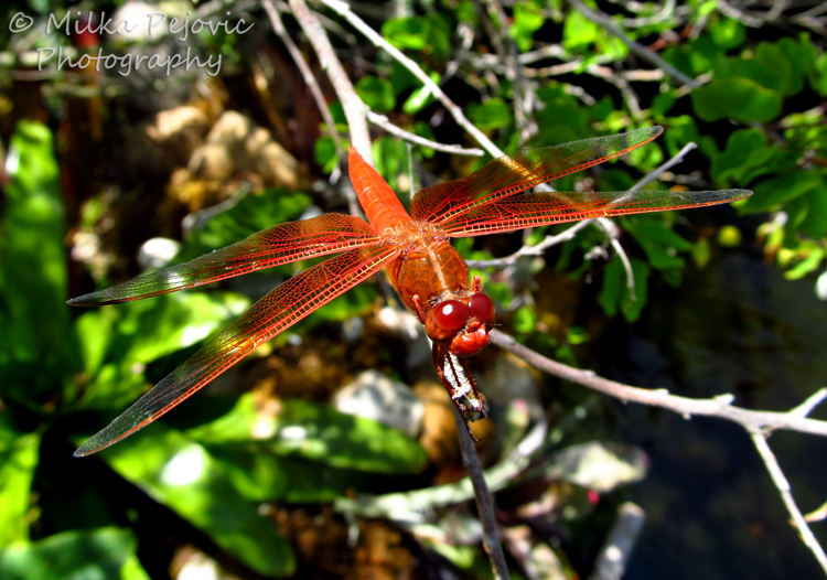 Wordpress weekly photo challenge: Fleeting - orange dragonfly resting on a tree branch