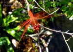 Macro Monday: orange dragonfly on a branch