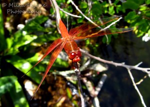 Macro Monday: orange dragonfly on a branch
