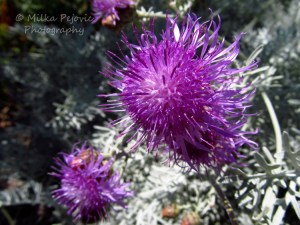 Macro Monday: purple flowers and white leaves