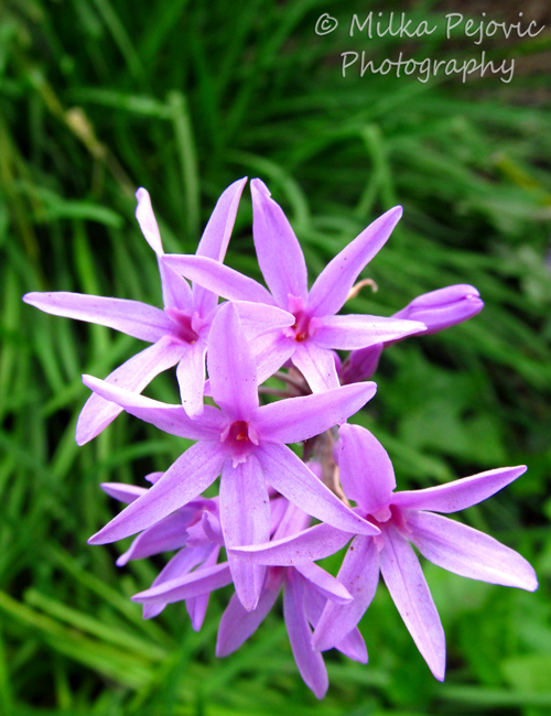 Macro Monday: cluster of purple flowers