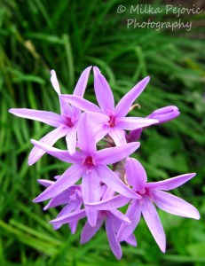 Macro Monday: cluster of purple flowers