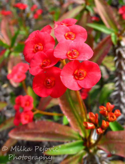 Macro Monday: small and red red flowers - crown of thorns plant