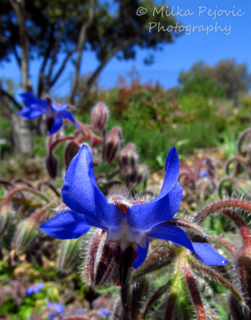 Macro Monday: small blue flower