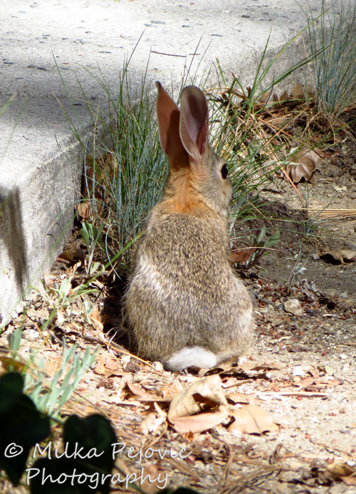 Wordpress weekly photo challenge: Companionable - white cottontail rabbit