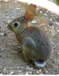 Wordpress weekly photo challenge: Companionable - white cottontail rabbit