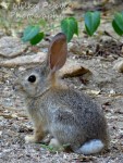White cottontail rabbit