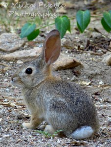 White cottontail rabbit