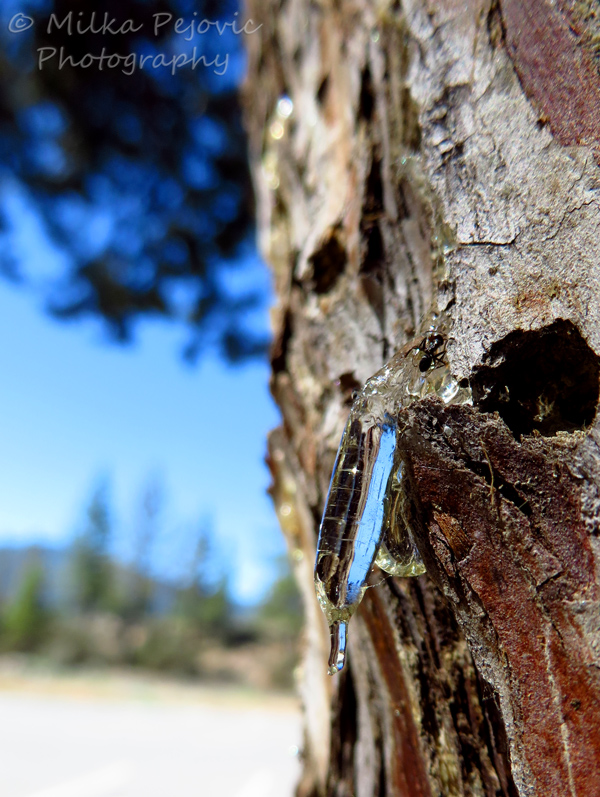 Macro Monday: Pine tree sap from up close