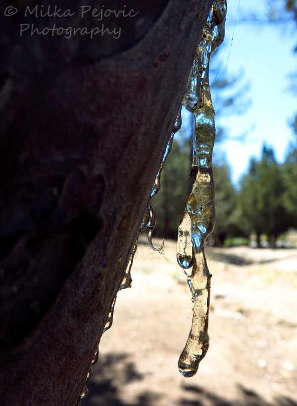 Macro Monday: Pine tree sap hanging from tree