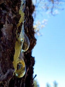 Wordpress weekly photo challenge: Layers of pine tree sap