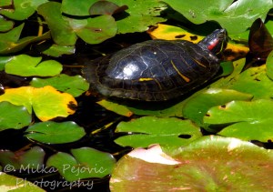 WordPress weekly photo challenge: Fresh painted turtle