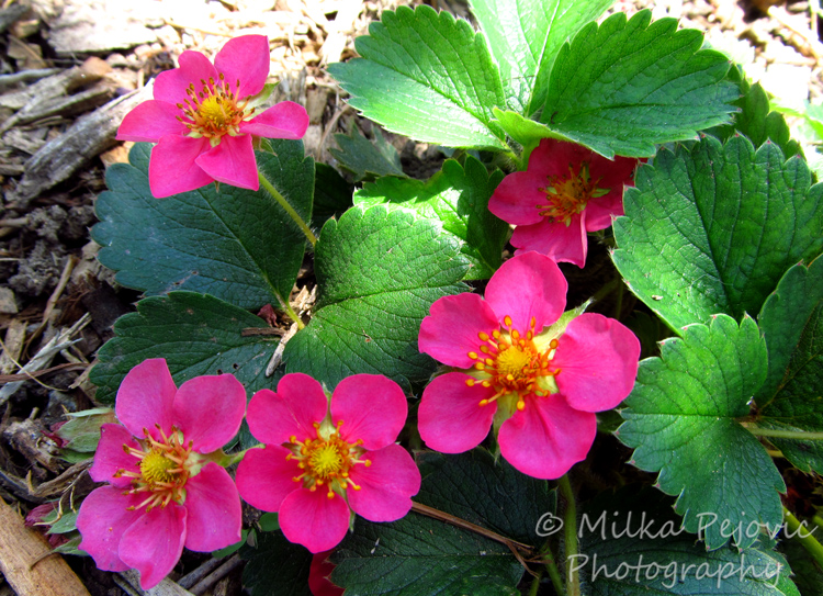 Fragaria red ruby with pink flowers
