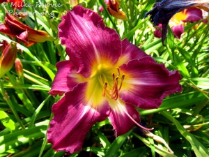 Macro Monday: purple lily