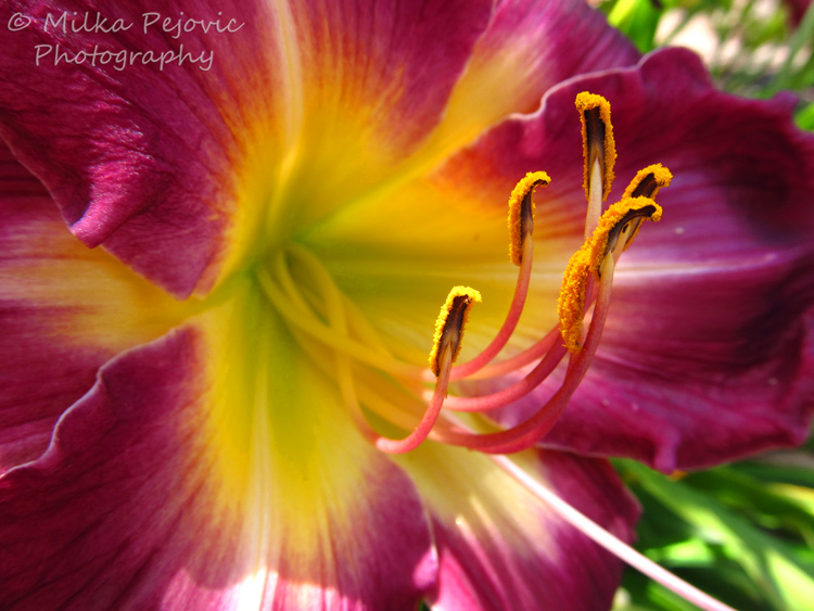 Travel theme: Multicolored lily