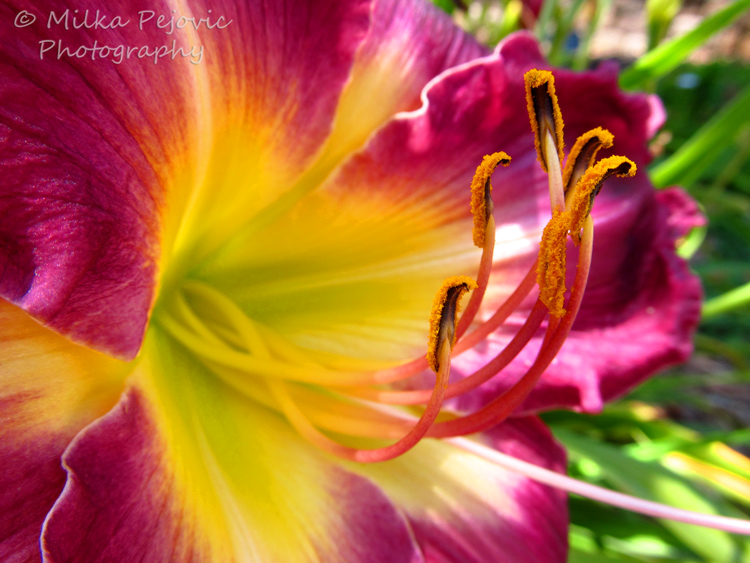 Wordpress weekly photo challenge: Masterpiece - pistils of a purple and yellow lily