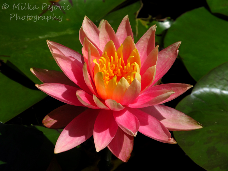 Close-up of a Light pink waterlily