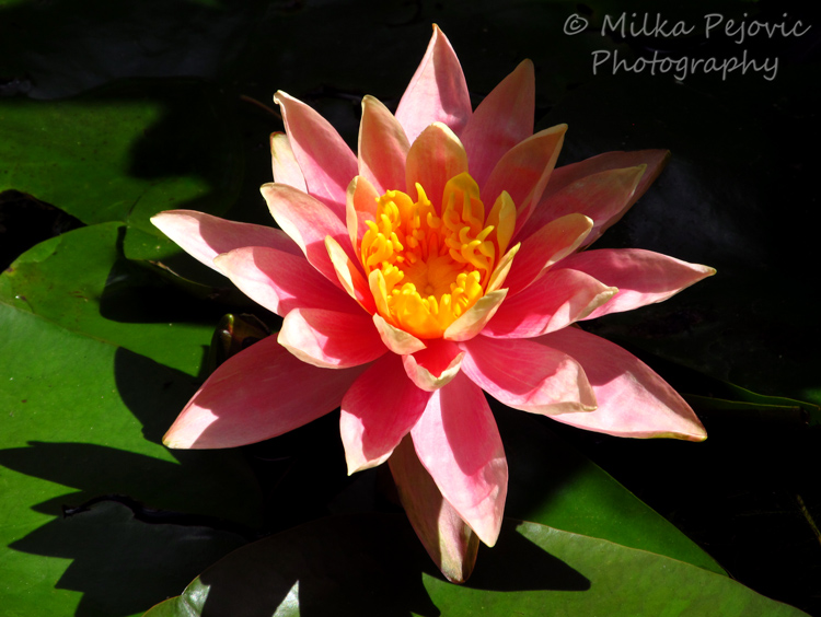 Pink and orange waterlily with lily pads