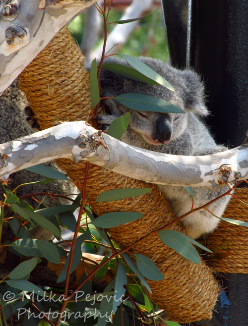 Wordpress weekly photo challenge: Fleeting - Baby koala sleeping