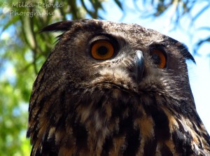 Macro Monday: the eyes of the great gray owl