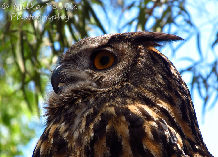 Macro Monday: great gray owl