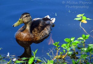 Female mallard duck