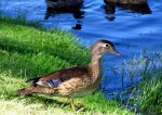 Juvenile wood duck