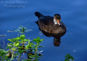 WordPress weekly photo challenge: The world through my eyes - juvenile wood duck
