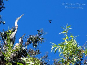 WordPress weekly photo challenge: The world through my eyes - great blue herons