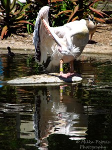 Travel theme: Ripples - water reflection of a white pelican