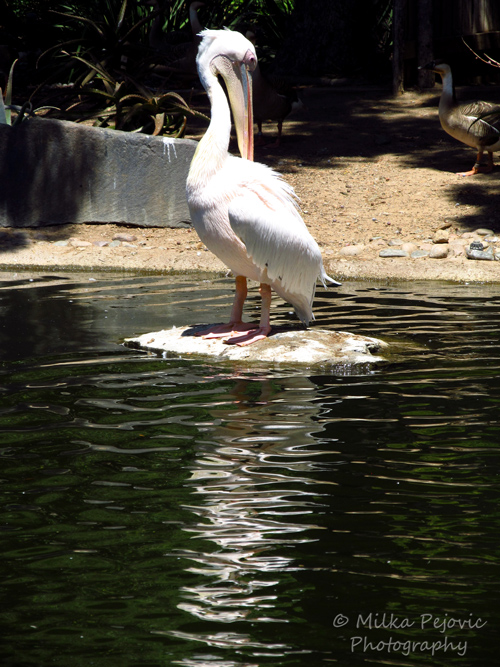 Travel theme: Ripples - White pelican reflecting in the water