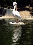 Travel theme: Ripples - White pelican reflecting in the water