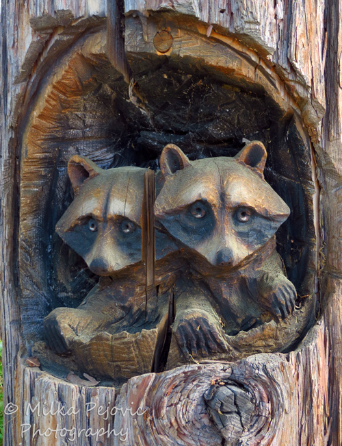 Travel theme: Wood sculpture of lifesize raccoons in tree trunk