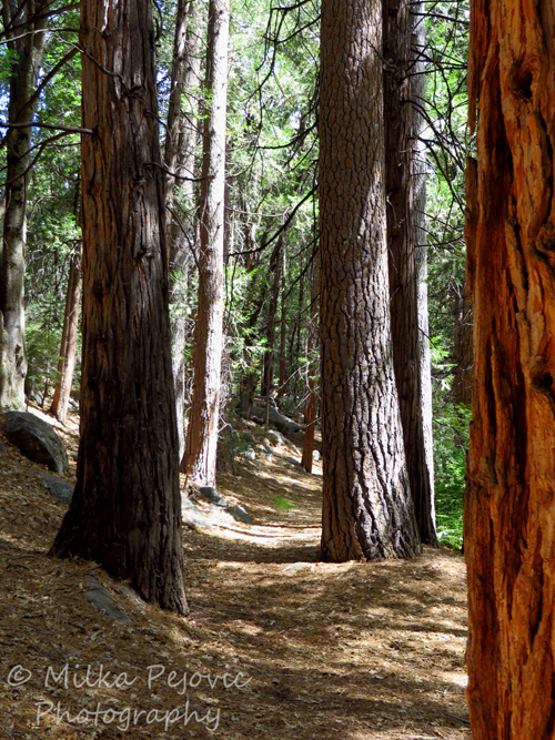 Cee's Which Way Challenge: hiking trail among pine trees